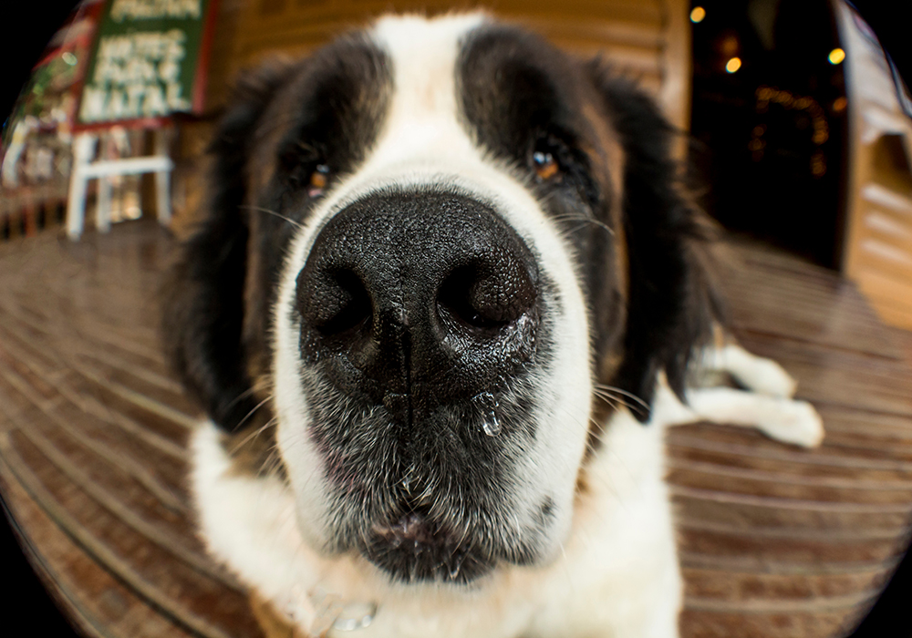 Fisheye camera angle of dog looking into lens