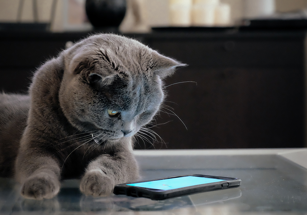 Cat looking at  smart phone in apartment home