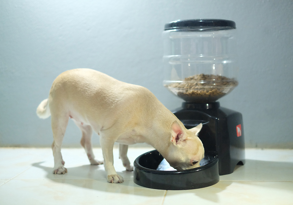 Small dog eating out of automatic pet feeder