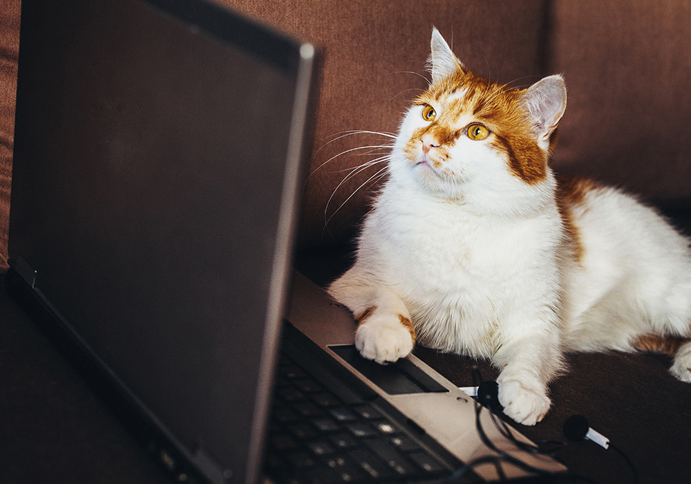 Cat looking at laptop inside apartment home