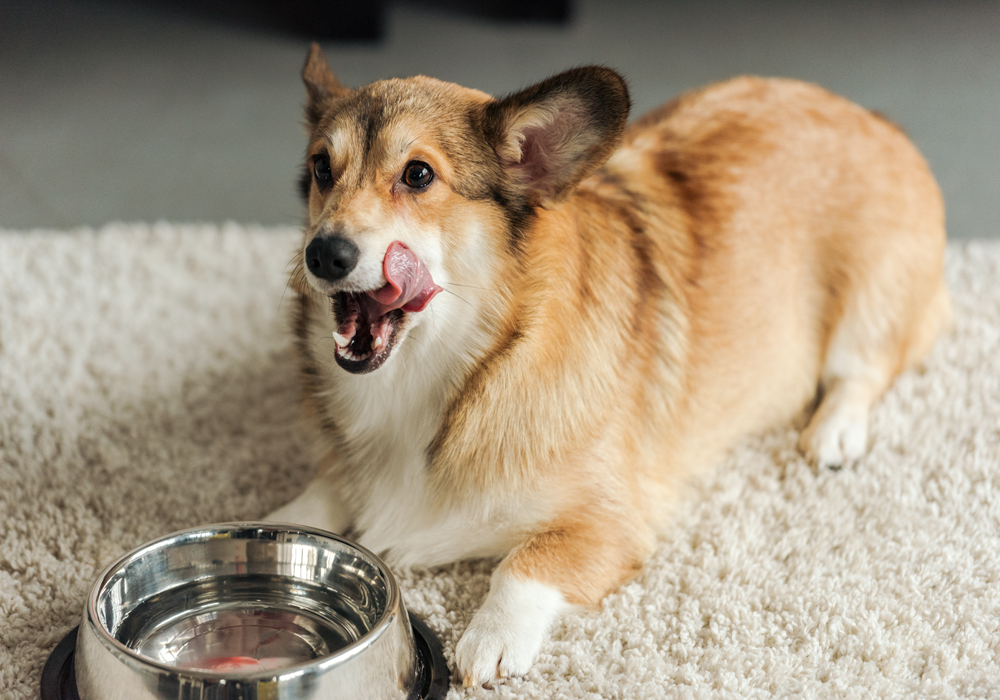 Tan dog and a metal water bowl on an apartment rug.