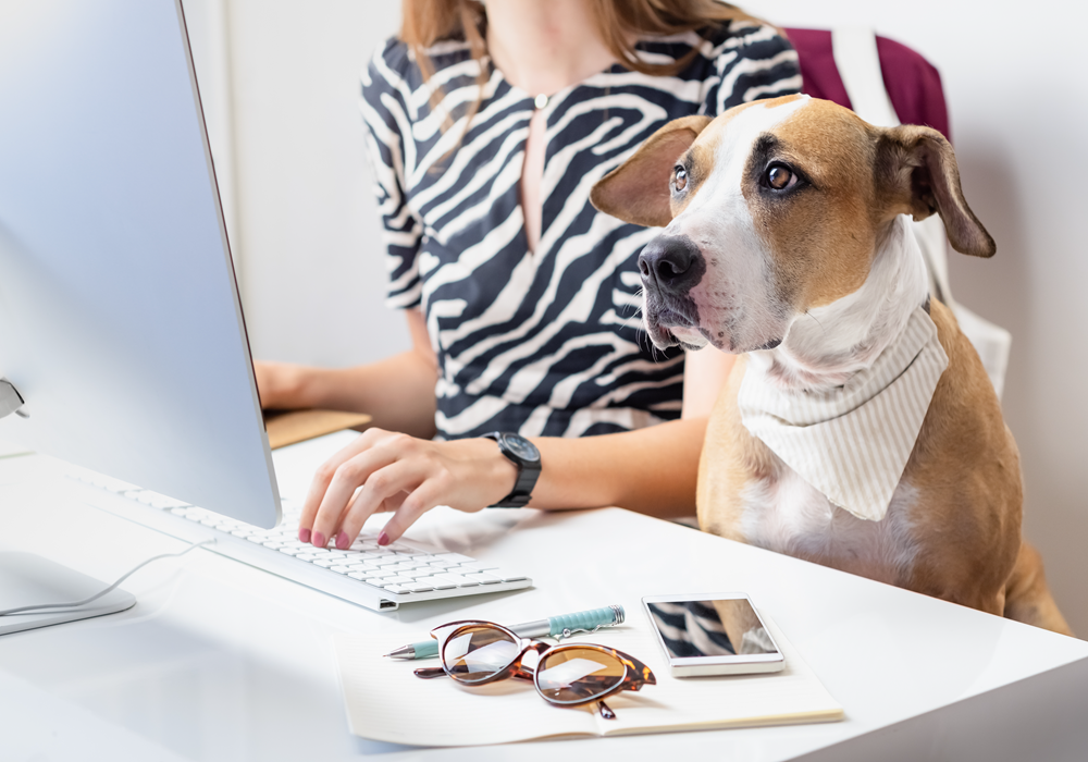 Dog with a cooling bandana sitting next to woman as she works from home.
