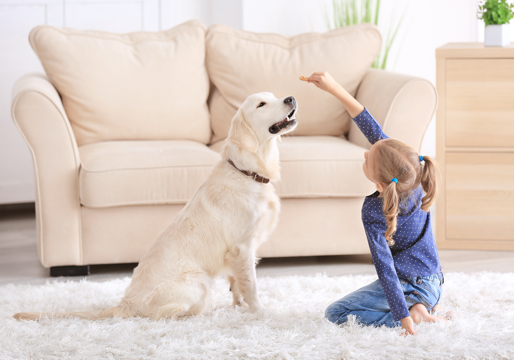 Girl and dog spending time together in an apartment living room, featuring couch in background.